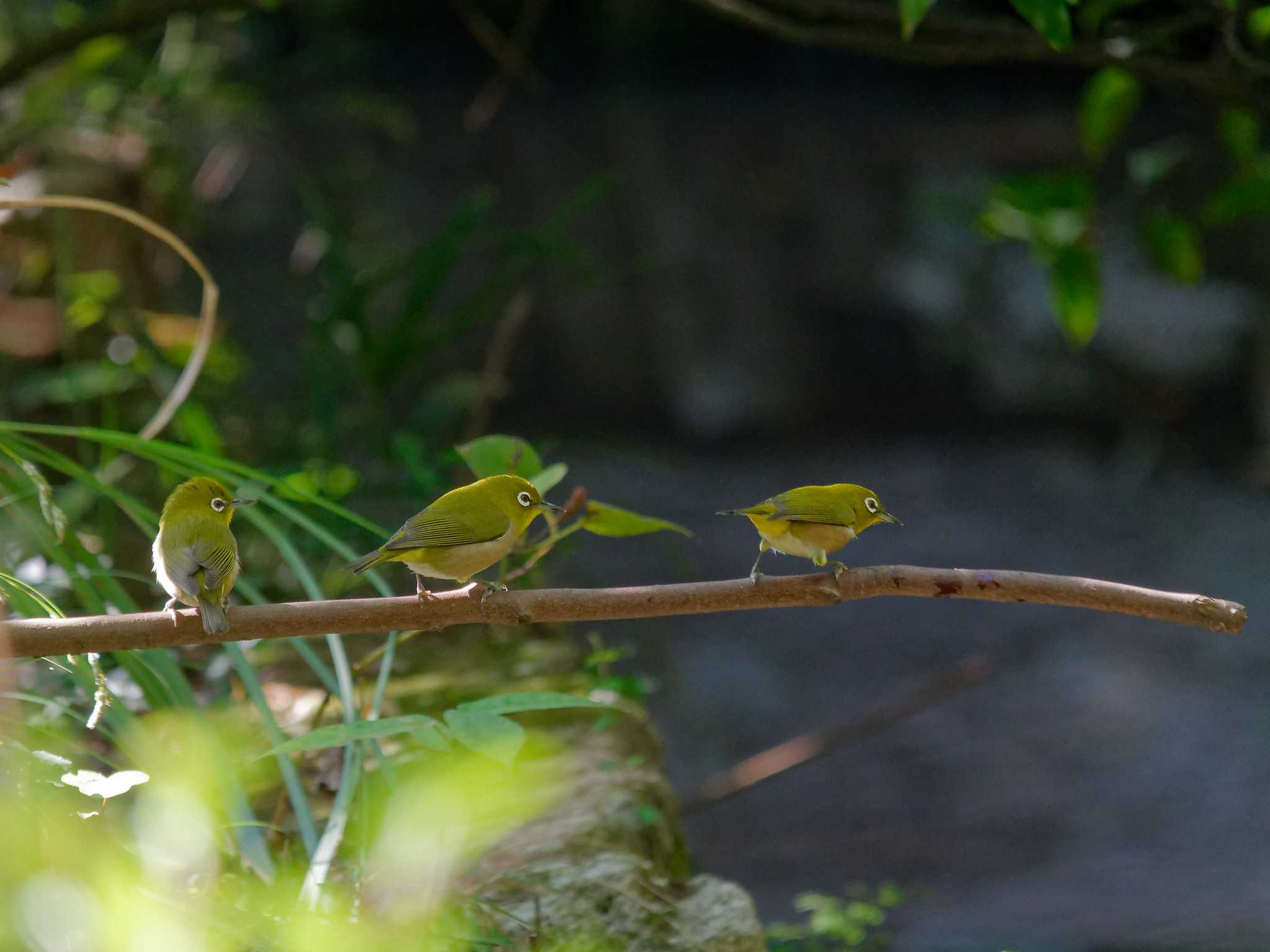 Photo of Warbling White-eye at 横浜市立金沢自然公園 by しおまつ