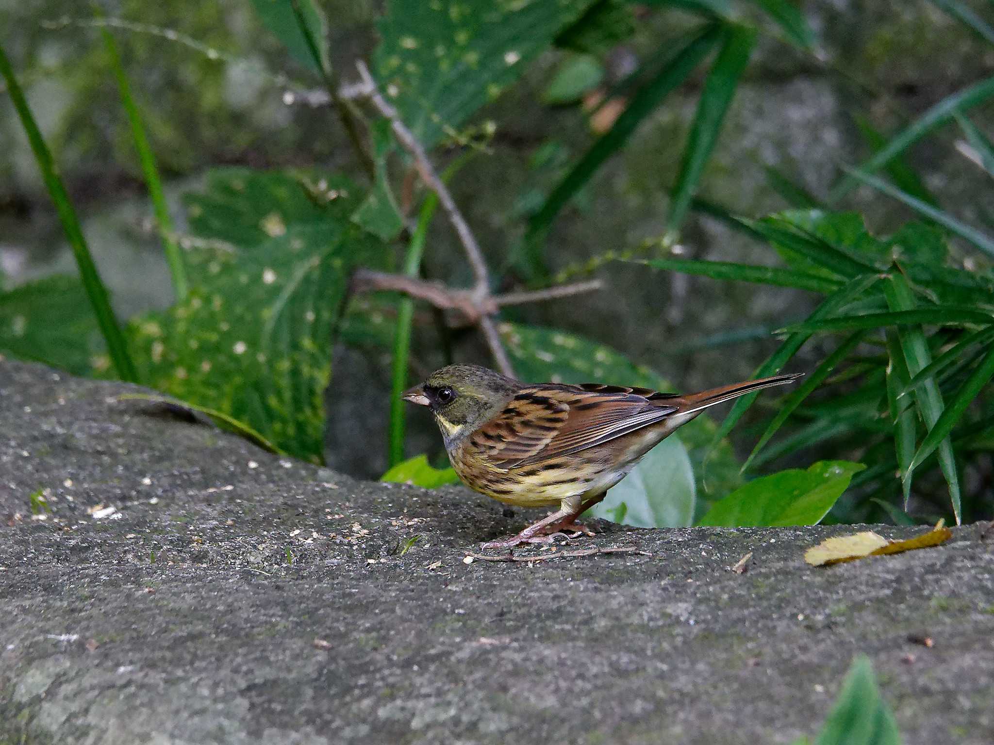 Photo of Masked Bunting at 横浜市立金沢自然公園 by しおまつ