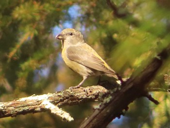 Red Crossbill 創造の森(山梨県) Sun, 10/22/2023