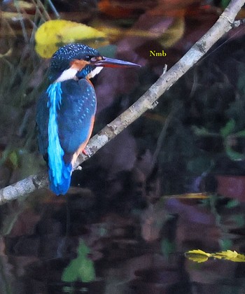 Common Kingfisher Unknown Spots Unknown Date