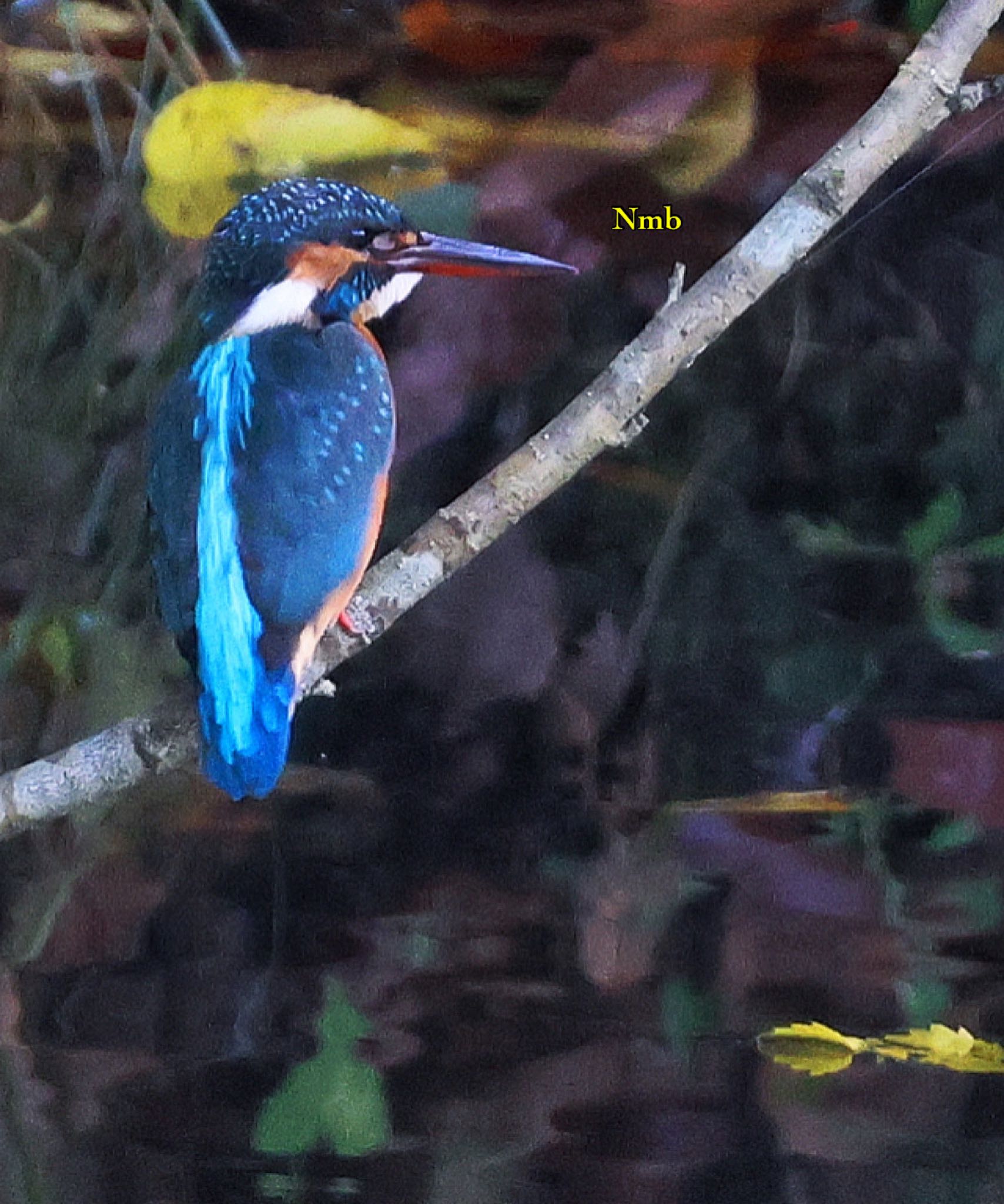 Photo of Common Kingfisher at  by soul.number.358