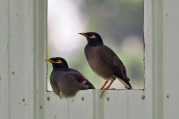 Common Myna マダガスカル Thu, 10/26/2023