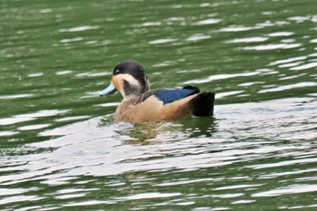 Blue-billed Teal