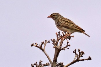 Sabota Lark