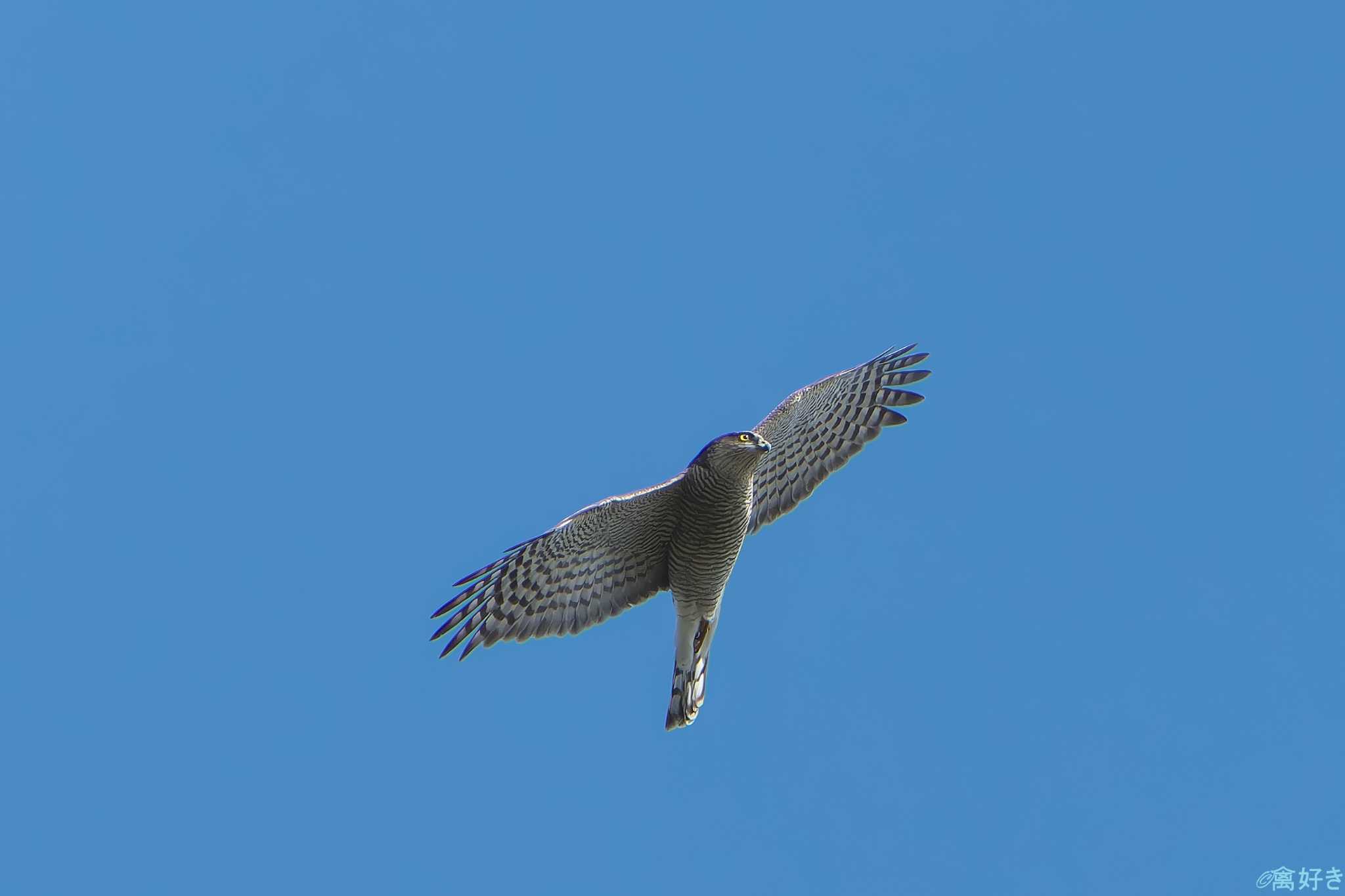 Eurasian Sparrowhawk