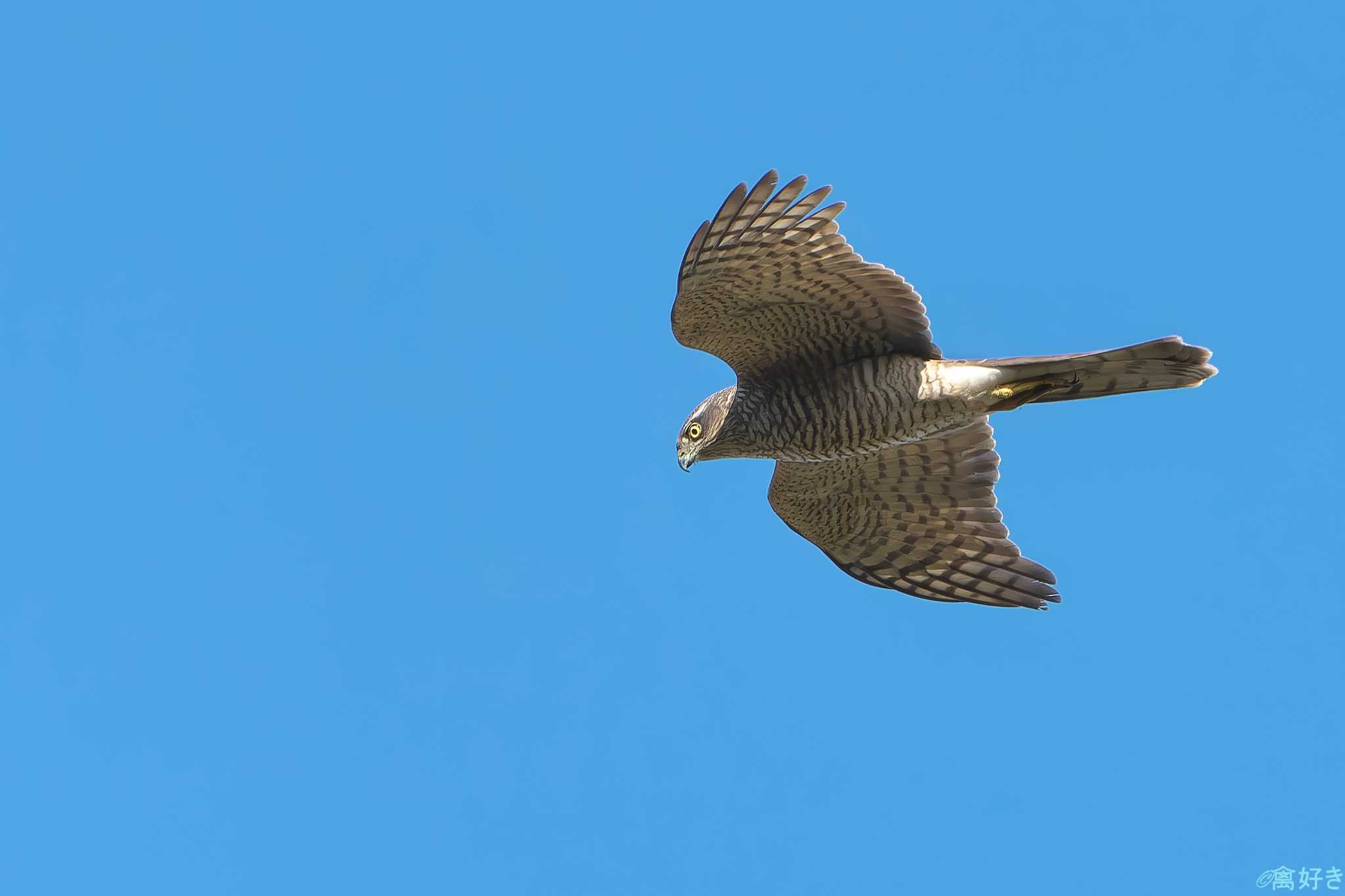 Photo of Eurasian Sparrowhawk at 金ヶ崎公園(明石市) by 禽好き