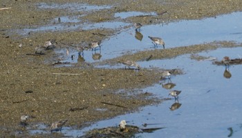 トウネン 大阪南港野鳥園 2018年10月2日(火)