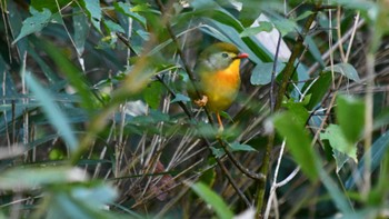 ソウシチョウ 海上の森 2023年10月31日(火)