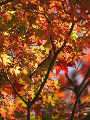 センダイムシクイ 再度公園 2023年11月1日(水)