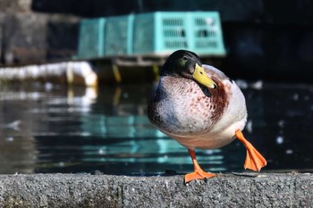 未同定 御殿場市 2023年11月1日(水)