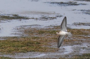 Red-necked Stint いしかり調整池(石狩調整池) Sun, 9/3/2023