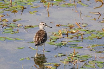 Wood Sandpiper いしかり調整池(石狩調整池) Sun, 9/3/2023