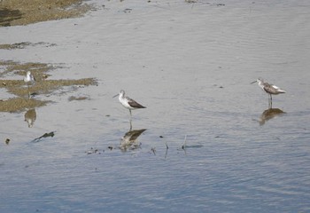 アオアシシギ 大阪南港野鳥園 2018年10月2日(火)