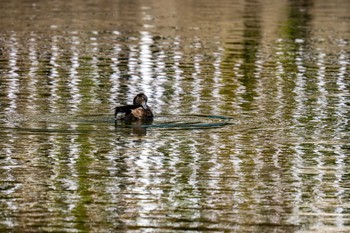 Tufted Duck くつわ堰 Wed, 11/1/2023