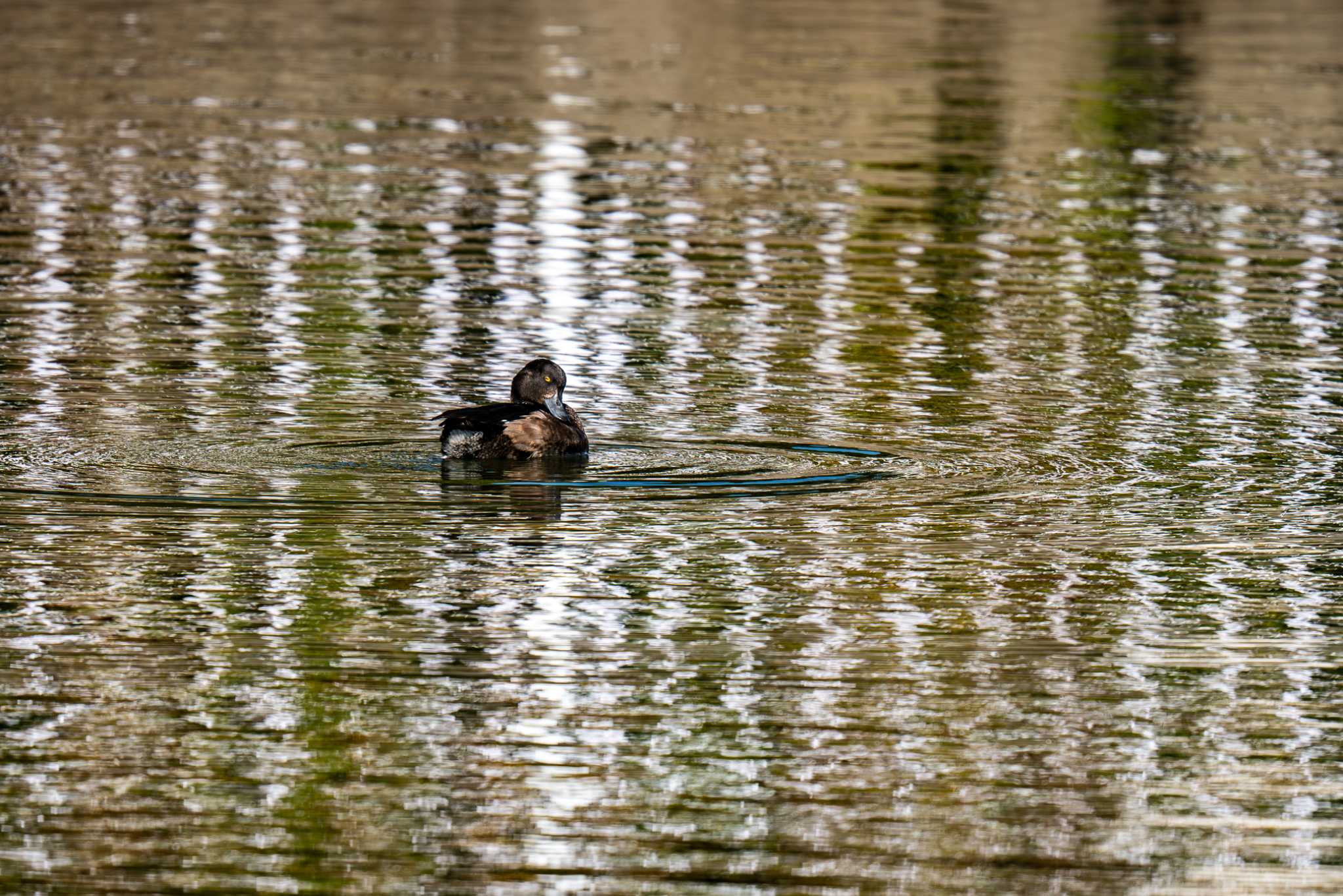 Photo of Tufted Duck at くつわ堰 by Tosh@Bird