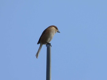 Bull-headed Shrike 武山(神奈川県横須賀市) Sat, 10/28/2023