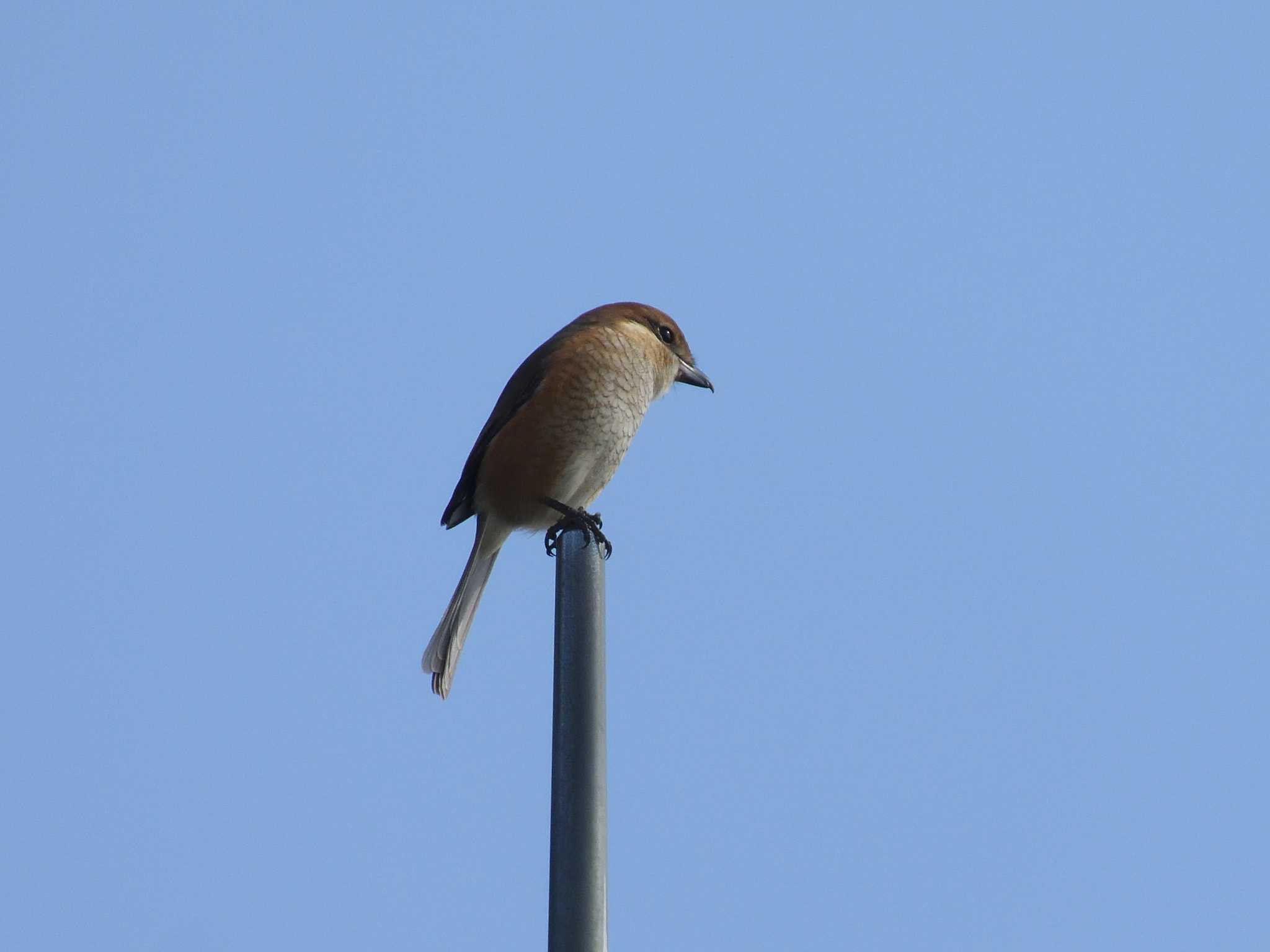 Bull-headed Shrike