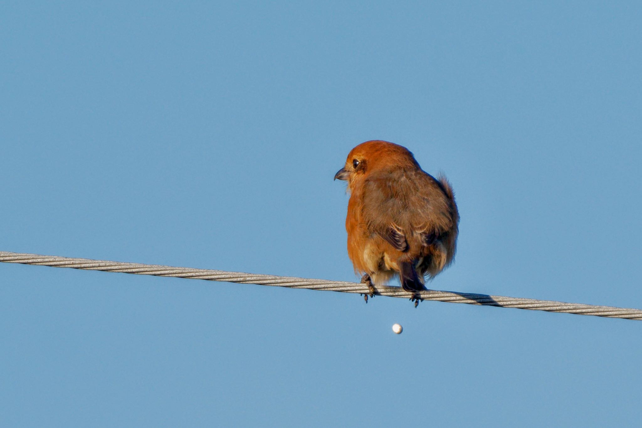 Bull-headed Shrike