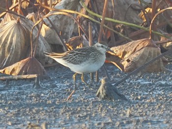 Sharp-tailed Sandpiper 愛知県愛西市立田町 Wed, 11/1/2023