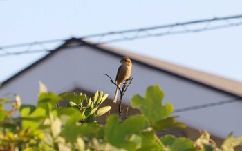 2023年11月1日(水) 加木屋緑地の野鳥観察記録