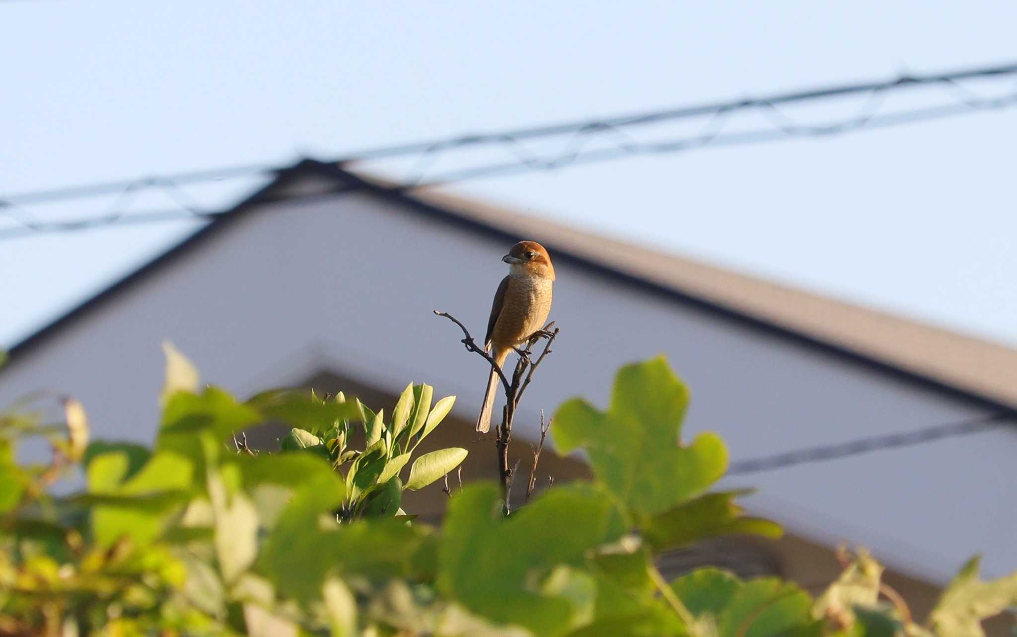 Bull-headed Shrike