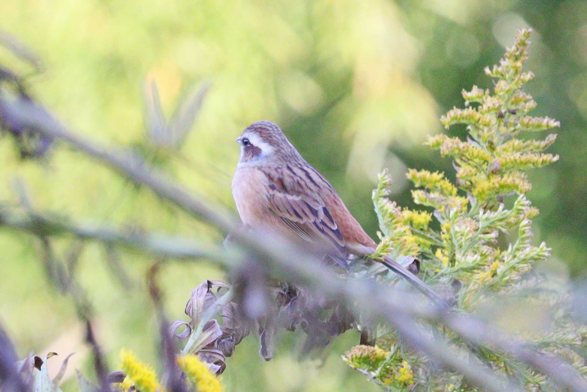 Meadow Bunting