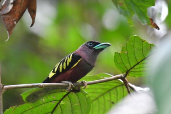 Banded Broadbill Sepilok--Rainforest Discovery Center Sun, 10/22/2023