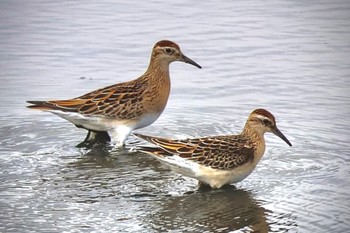 Sharp-tailed Sandpiper Inashiki Sat, 10/28/2023