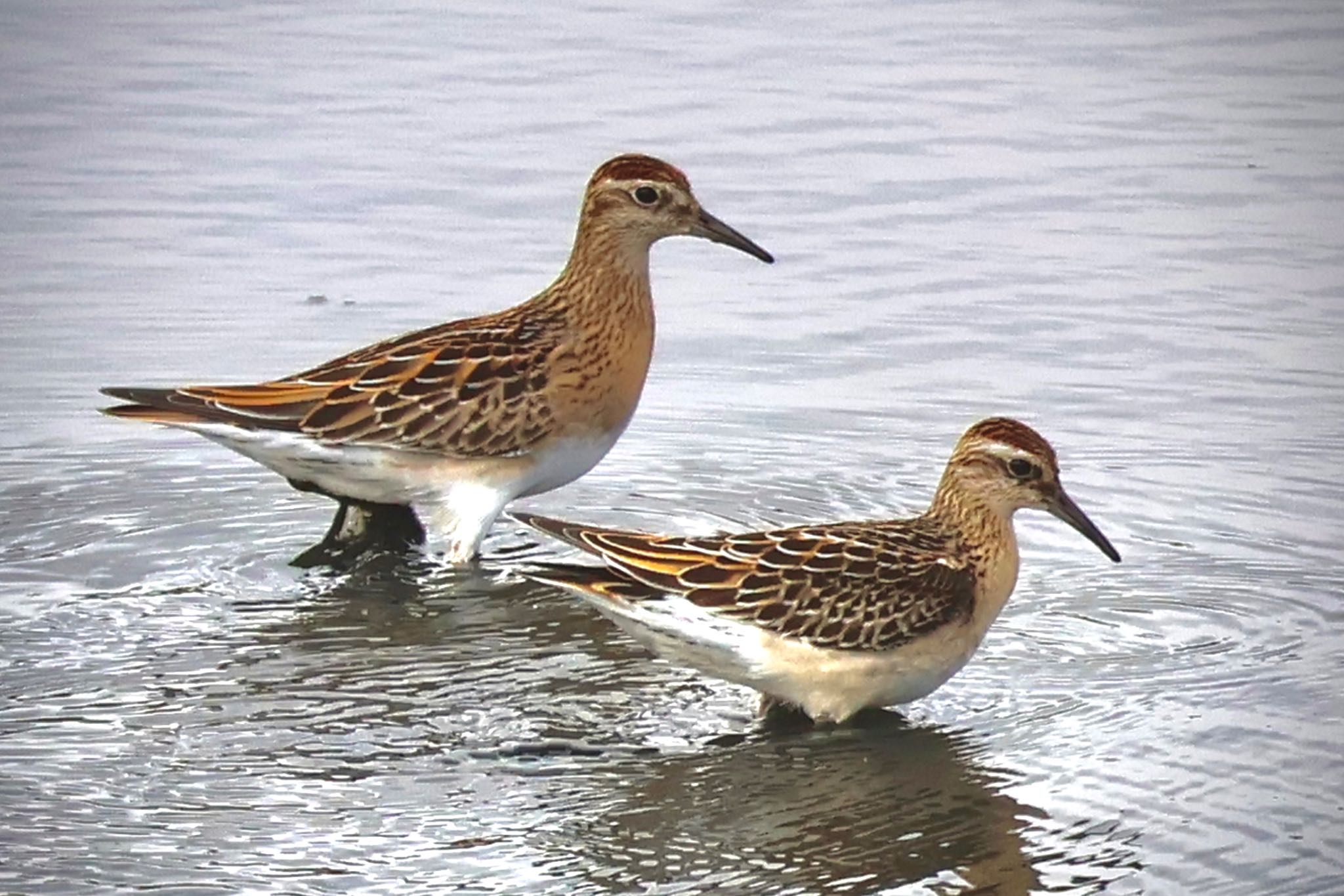 Sharp-tailed Sandpiper