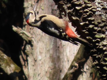 Great Spotted Woodpecker 自宅周辺(宮城県) Tue, 10/31/2023