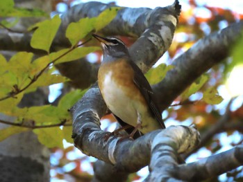 Eyebrowed Thrush 宮城県大崎市 Wed, 11/1/2023