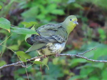 White-bellied Green Pigeon 自宅周辺(宮城県) Wed, 11/1/2023