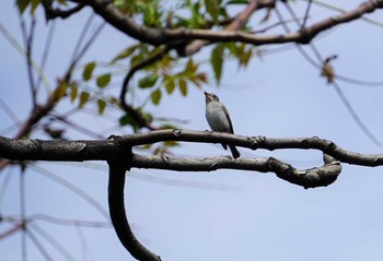 コサメビタキ 大阪南港野鳥園 2018年10月2日(火)