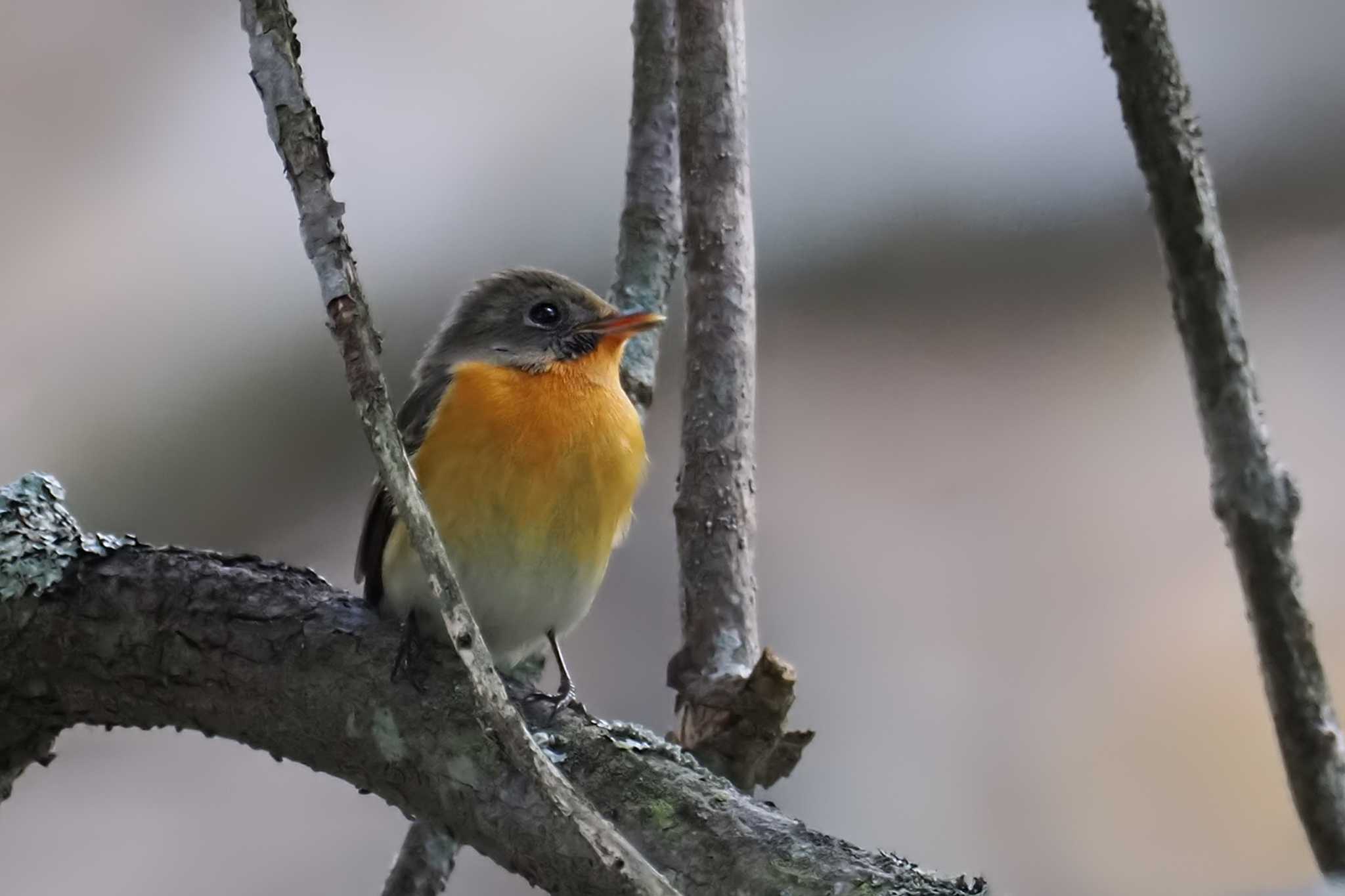 Mugimaki Flycatcher