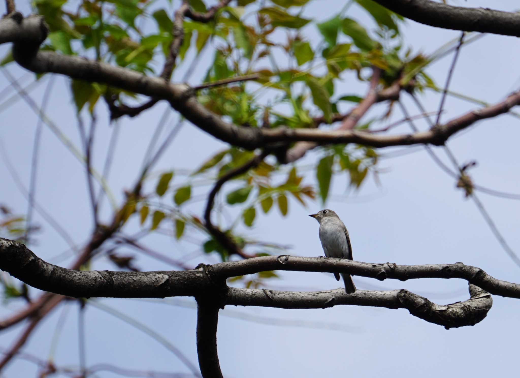 大阪南港野鳥園 コサメビタキの写真 by マル