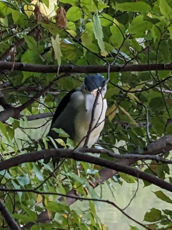 2023年10月30日(月) 石神井公園の野鳥観察記録