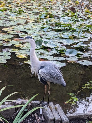 アオサギ 石神井公園 2023年10月30日(月)