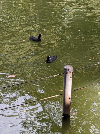 2023年10月20日(金) 井の頭公園の野鳥観察記録