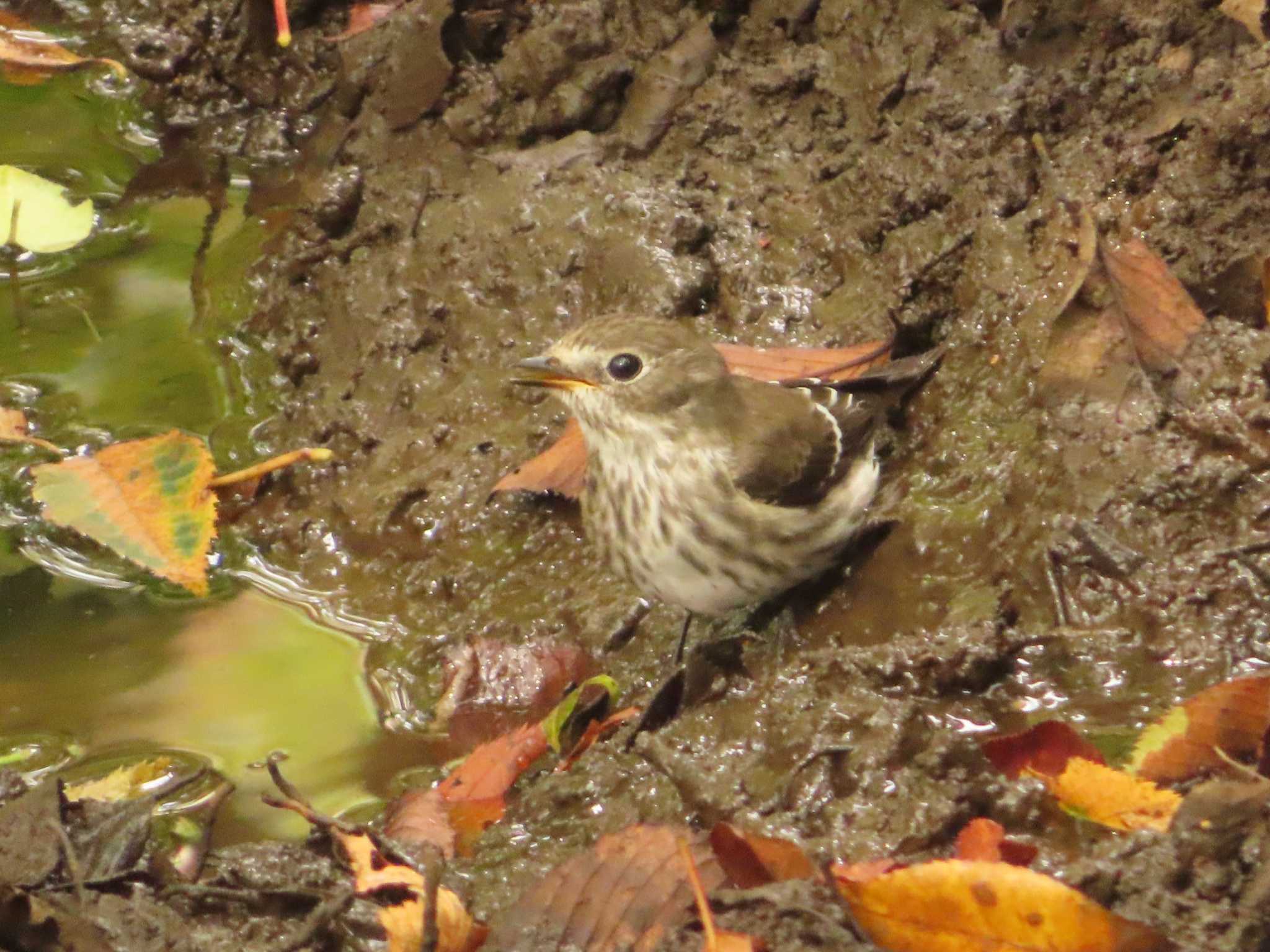 Grey-streaked Flycatcher