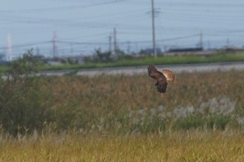 チュウヒ 稲敷市 2023年10月18日(水)