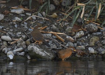 ガビチョウ 大栗川(多摩川合流地点) 2023年11月1日(水)