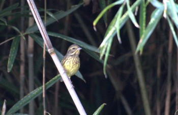 Masked Bunting 大栗川(多摩川合流地点) Wed, 11/1/2023