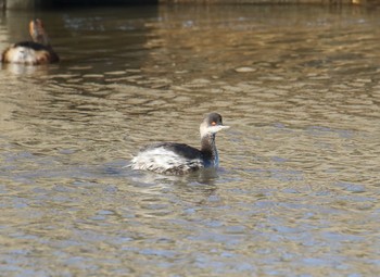 Black-necked Grebe Isanuma Tue, 10/2/2018