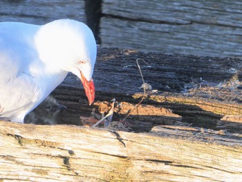 Silver Gull Busselton Jetty, Busselton, WA, Australia Sun, 10/15/2023