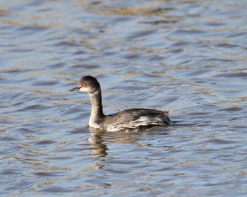 Black-necked Grebe Isanuma Tue, 10/2/2018