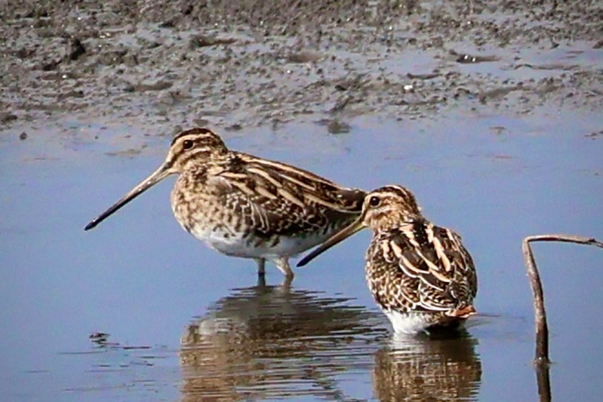 Common Snipe