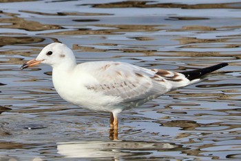 ユリカモメ 牛久沼水辺公園 2023年10月28日(土)