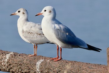 ユリカモメ 牛久沼水辺公園 2023年10月28日(土)