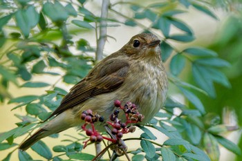 キビタキ 長池公園 2023年10月21日(土)