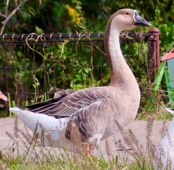 シナガチョウ 牛久沼水辺公園 Sat, 10/28/2023